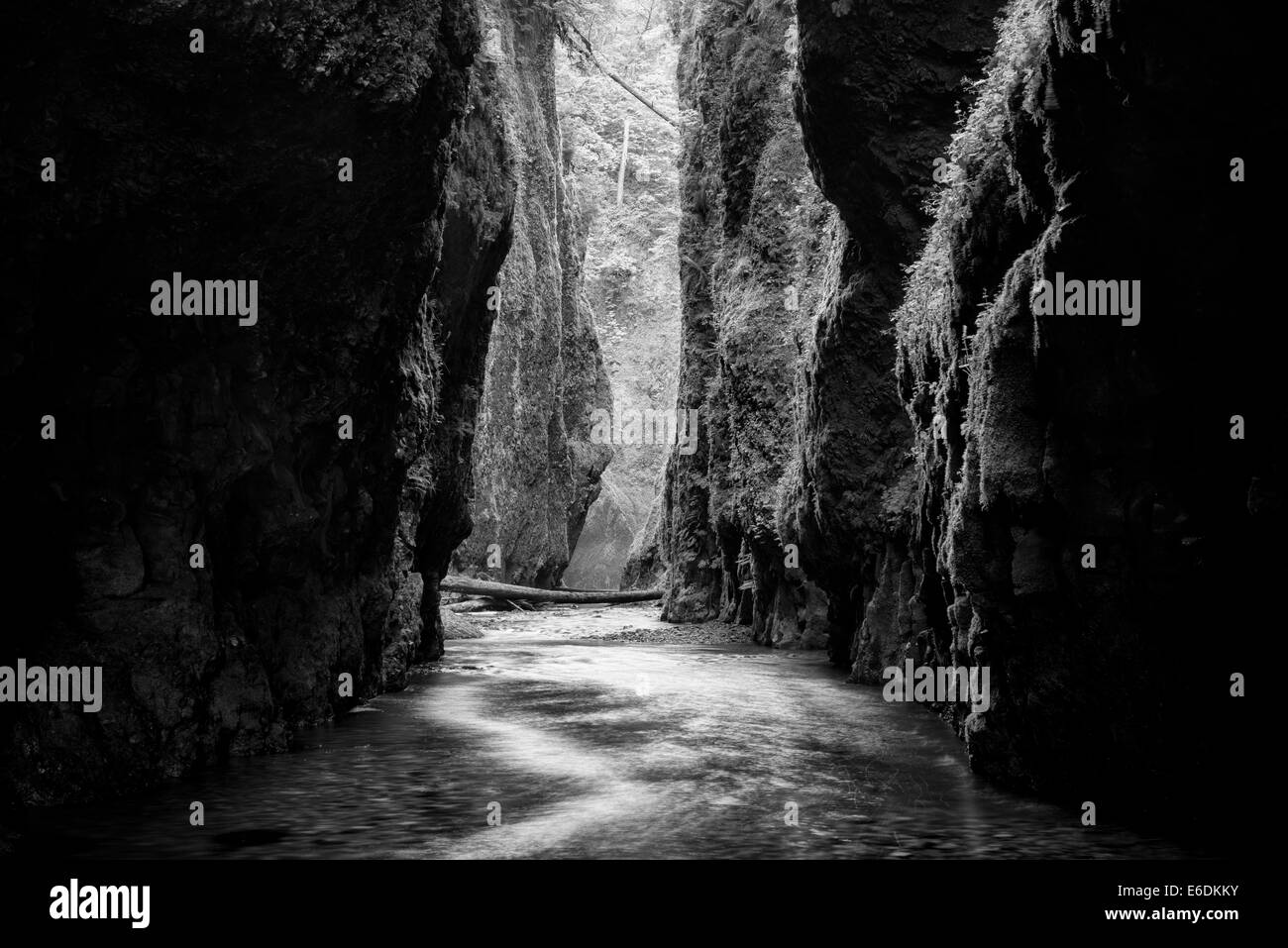 Oneonta Gorge e creek. Columbia River Gorge National Scenic Area, Oregon Foto Stock