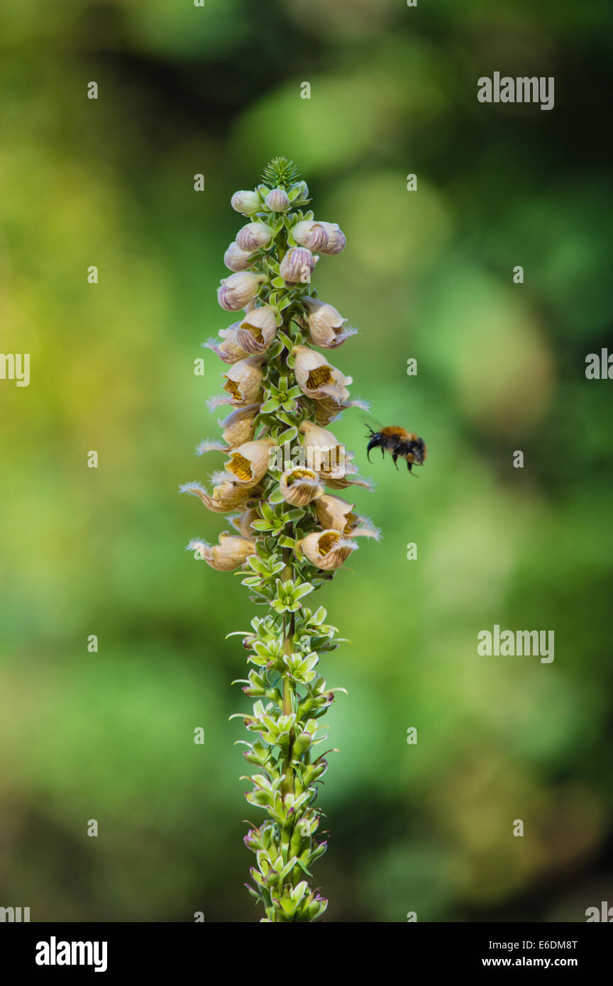 Incredibile foxglove fiori di essere impollinata da bee vegetale circostante. Foto Stock