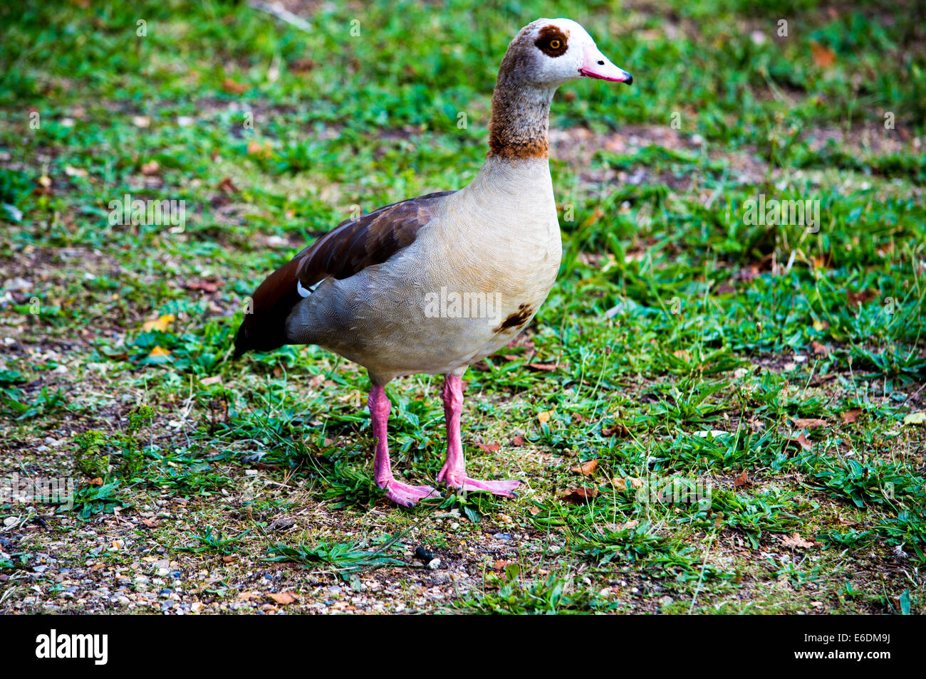 Splendidamente colorati anatra in posa per la telecamera, in Norfolk nature park. Foto Stock