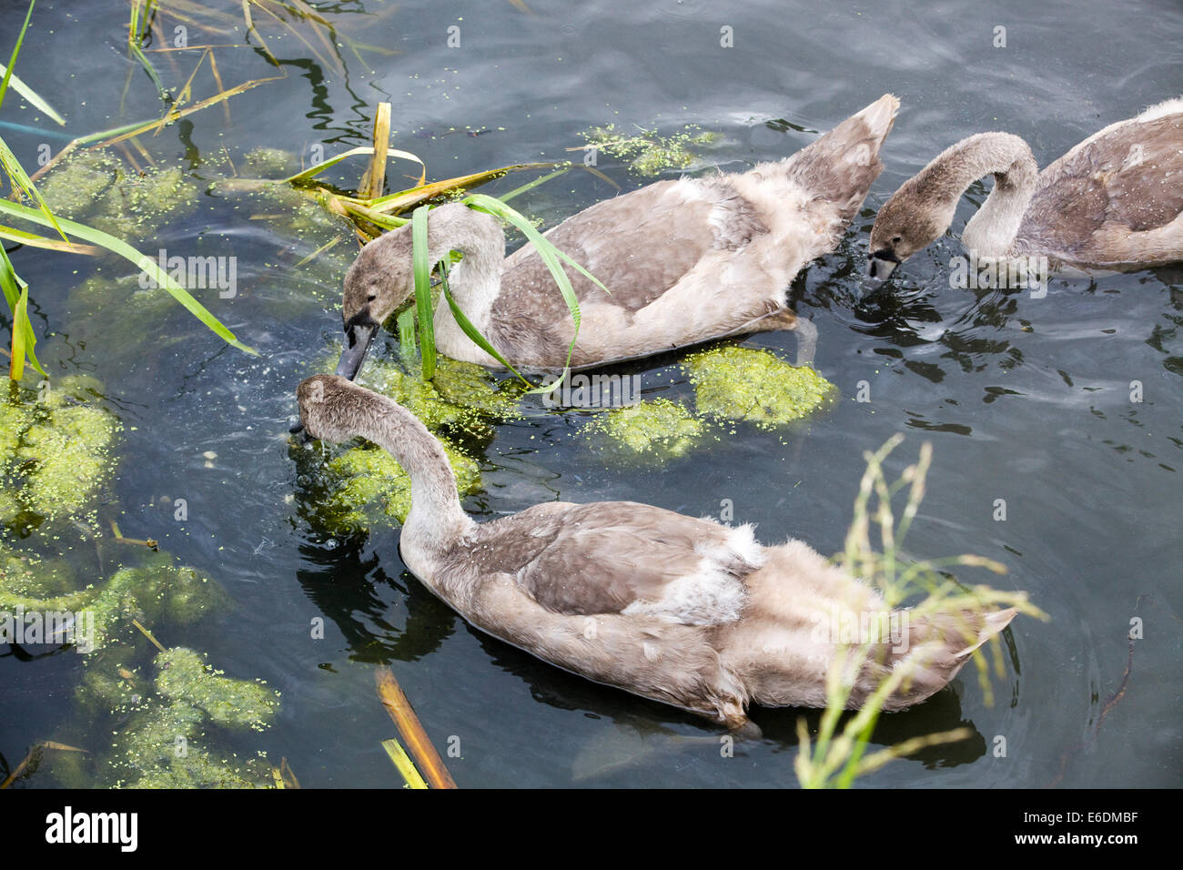Cygnet nuota in uno stagno Foto Stock