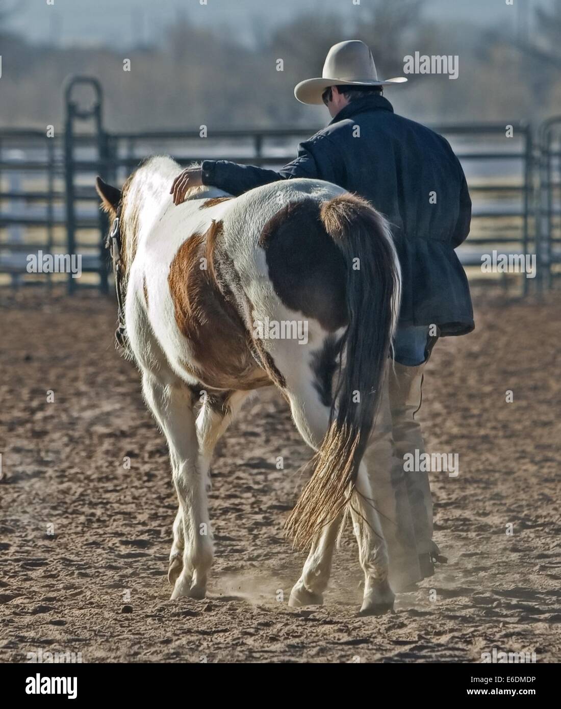 Un cowboy che cavalca un cavallo o un pony, impegnato in attività di ranch tipiche degli Stati Uniti occidentali. Questa immagine rappresenta la cultura equestre degli allevatori, del rodeo e della vita rurale del paese. Foto Stock