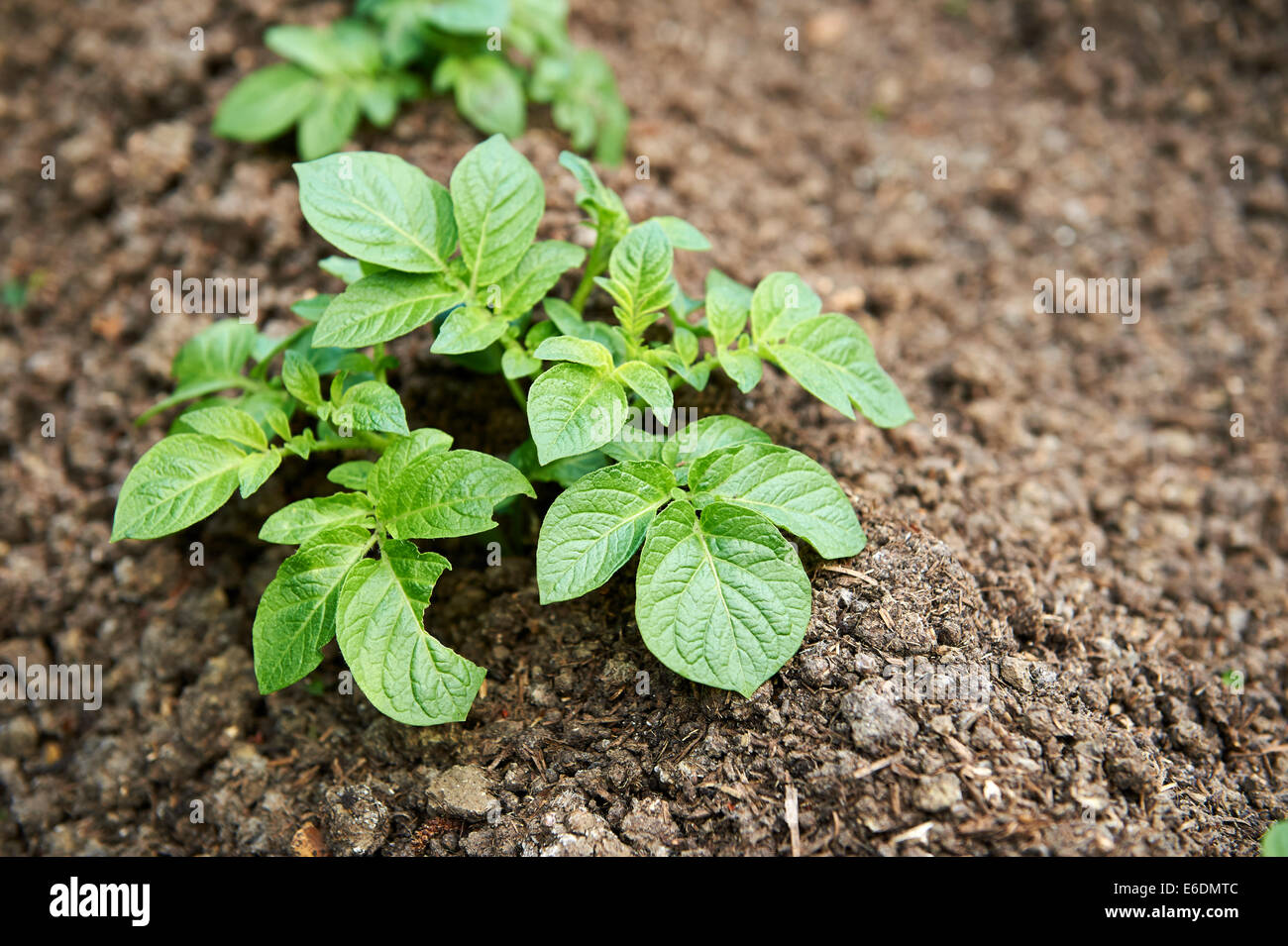 Giovani Maris Piper le piante di patata che cresce in trama vegetale. Foto Stock