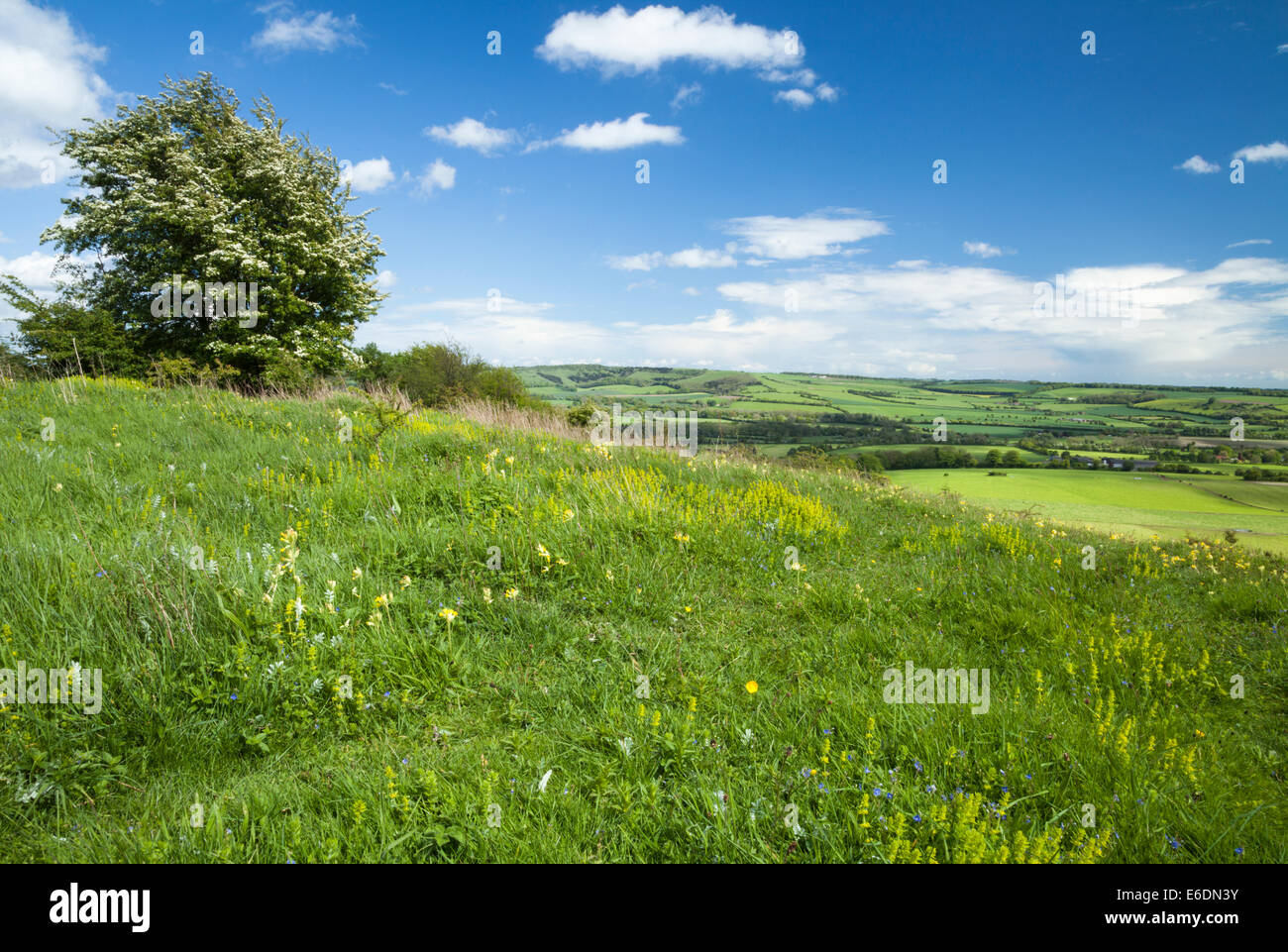 Fiori selvatici che crescono sulla prateria di gesso di Beacon Hill con vista sulla Meon Valley, South Downs National Park, Hampshire, Inghilterra Foto Stock
