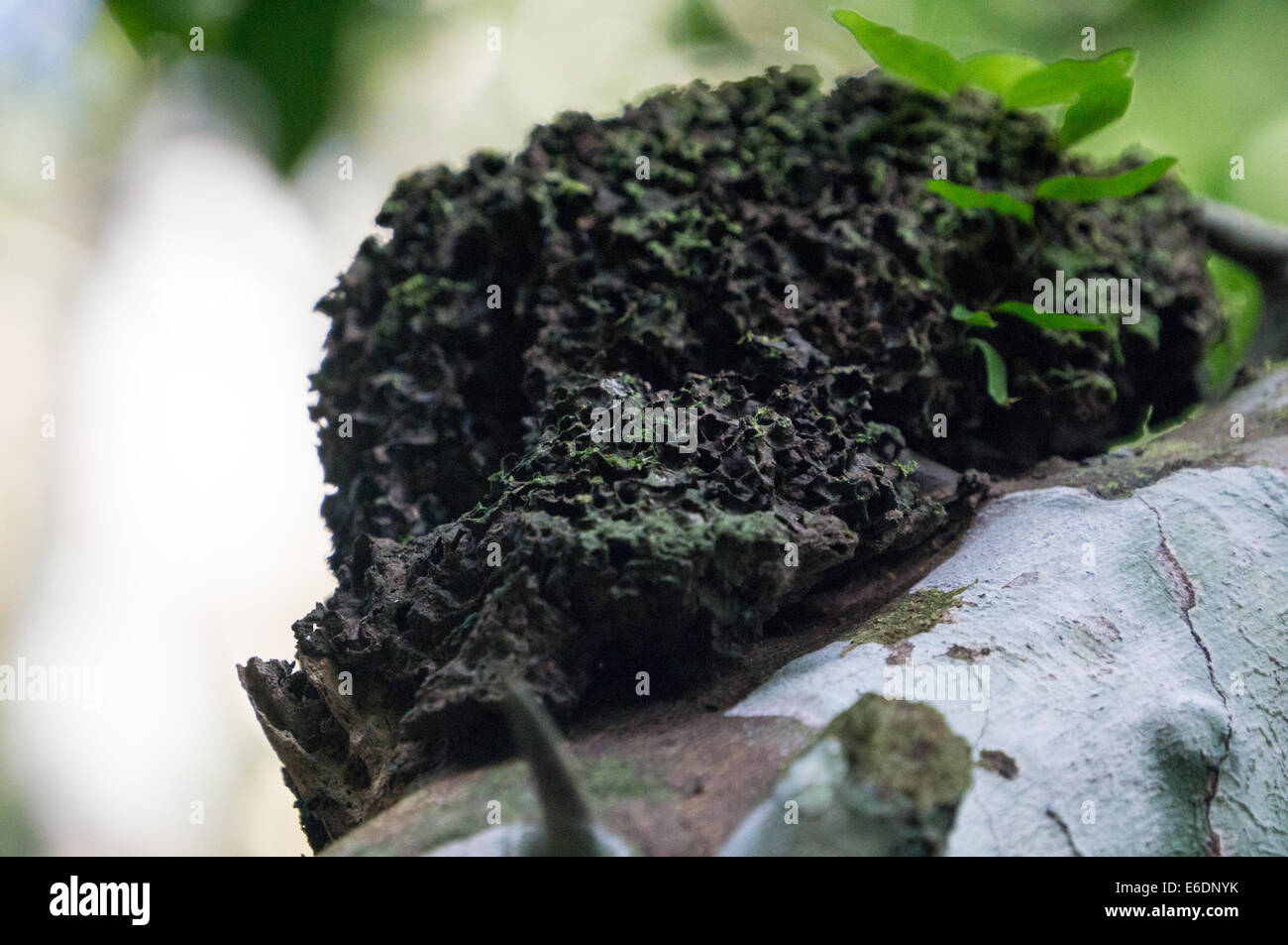 Termite nest fiume del Amazon Foto Stock