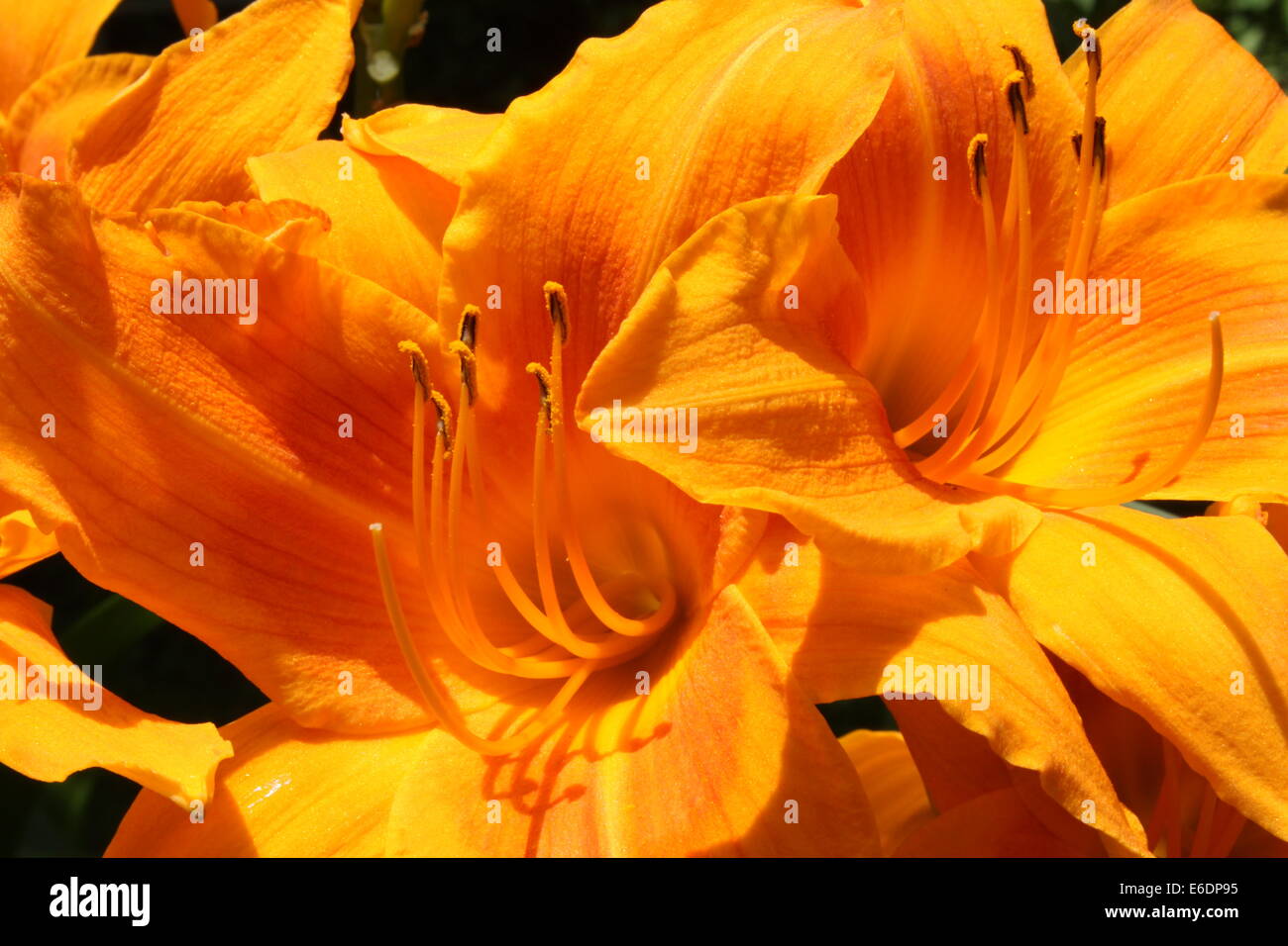 Giorno Gigli Foto Stock