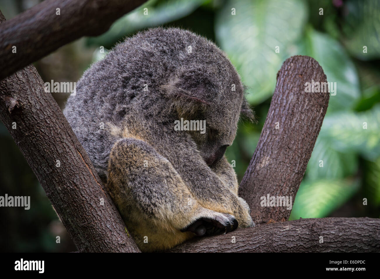 Il Koala dormire in alberi nel Nord Queensland, Australia Foto Stock