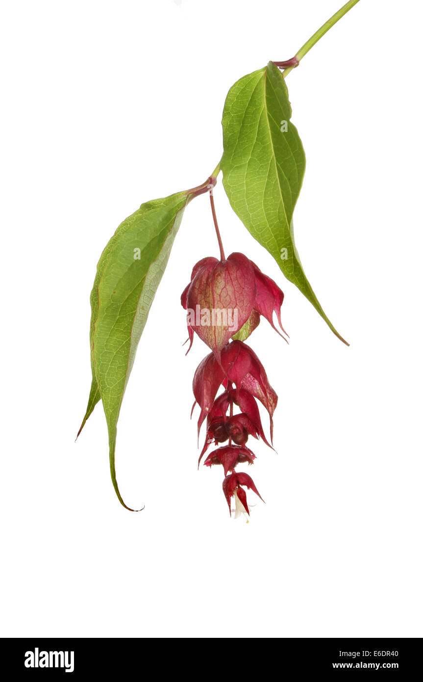 Abutilon, Cinese bell, fiori e fogliame isolata contro bianco Foto Stock