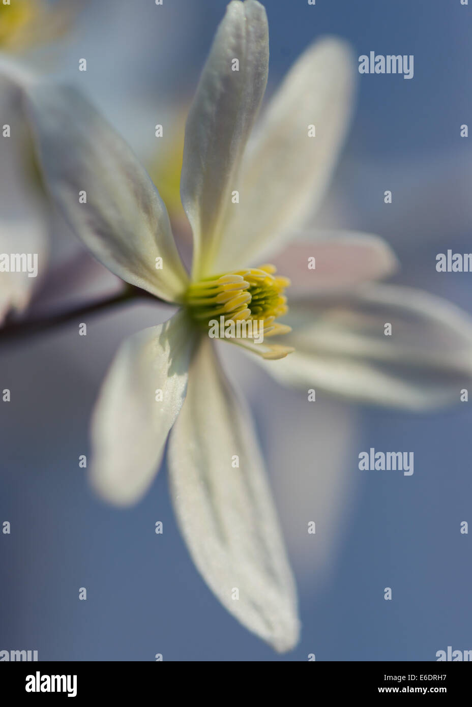 Clematis armandii bianco fiore giardino inglese in primavera Foto Stock