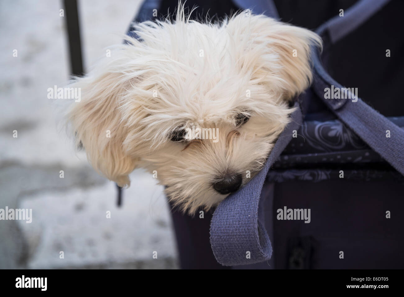 Piccolo cane in una borsa da viaggio Foto Stock