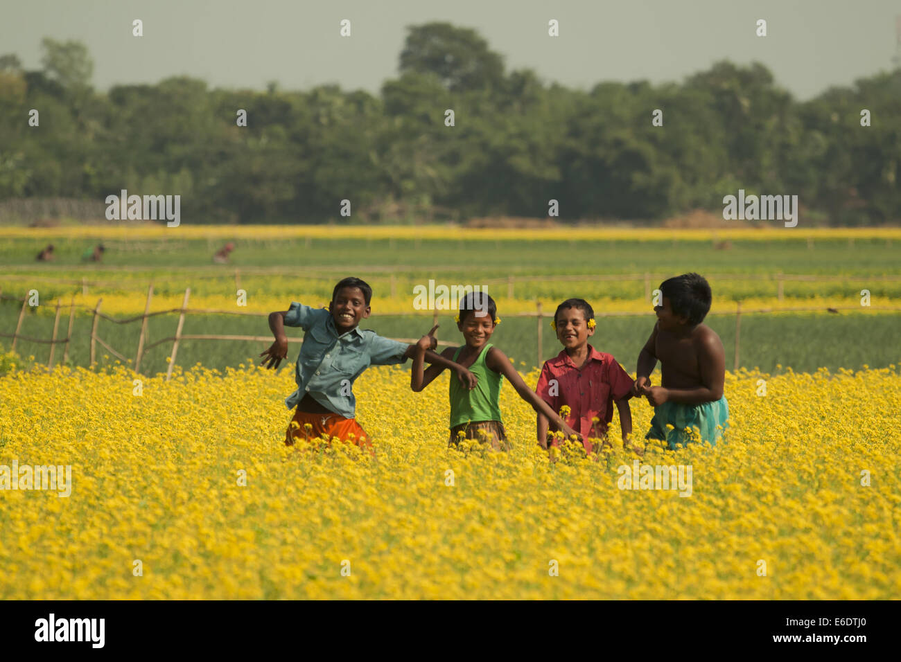 Nov. 22, 2011 - Bangladesh - campo di senape in Bangladesh.la senape è un tempo fresco e raccolto è cresciuto da semi seminati in primavera. Da metà dicembre fino alla fine di gennaio, Bangladesh gli agricoltori coltivano i loro raccolti di vivacemente colorato di giallo senape fiori che sono in piena fioritura. (Credito Immagine: © Zakir Hossain Chowdhury/ZUMA filo) Foto Stock