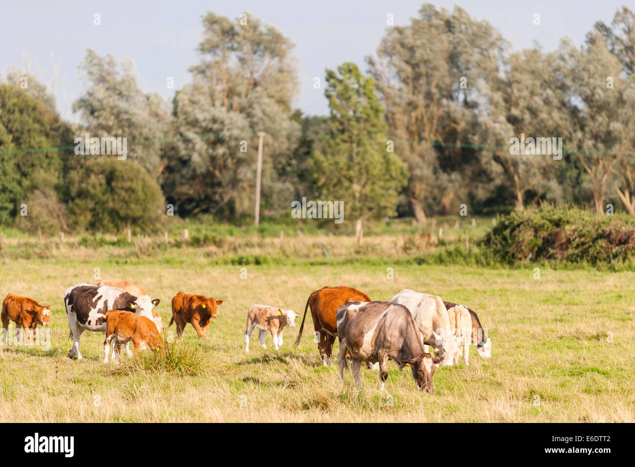 Alcune vacche con i loro vitelli nel Regno Unito Foto Stock