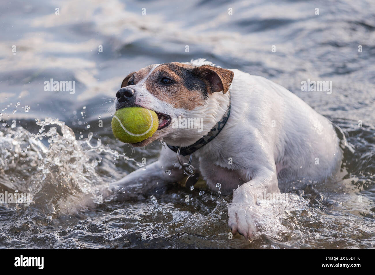 Un Jack Russel cane nuotare in un fiume del Regno Unito recupera una sfera Foto Stock