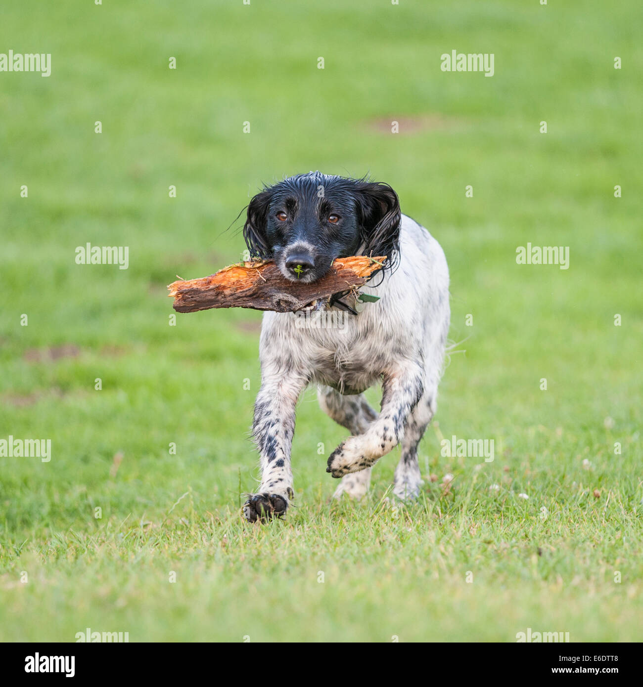 Un English Springer Spaniel cane recupera un bastone Foto Stock