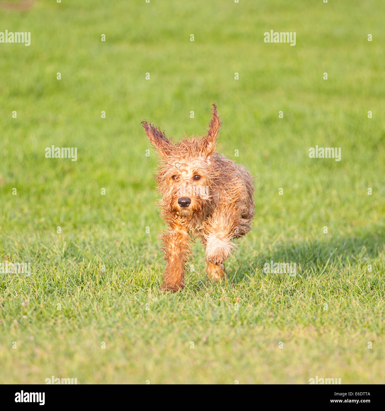 Un Welsh Springer Spaniel attraversato con un cane barboncino in esecuzione in un campo Foto Stock
