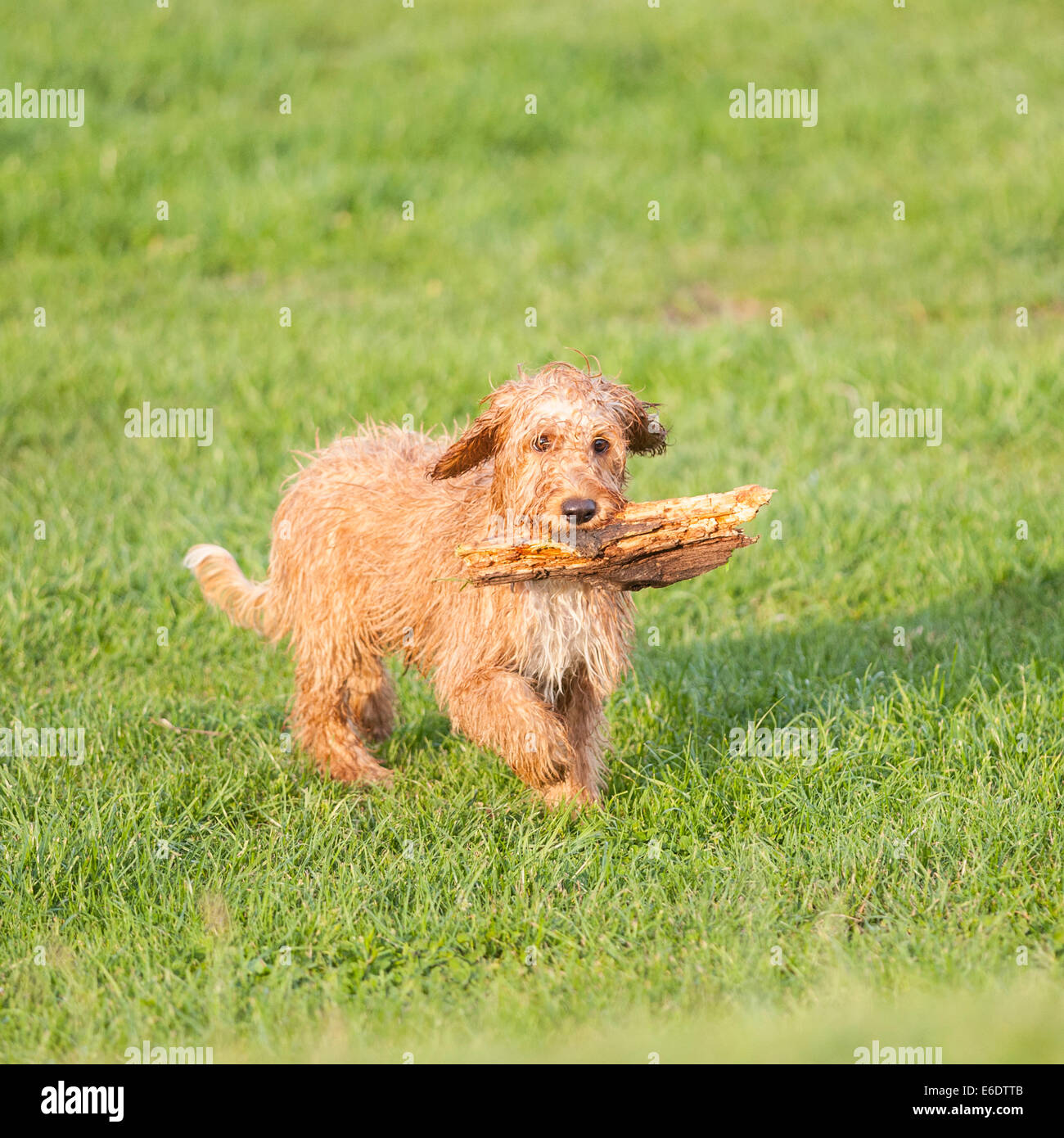 Un Welsh Springer Spaniel attraversato con un cane barboncino recupera un bastone Foto Stock