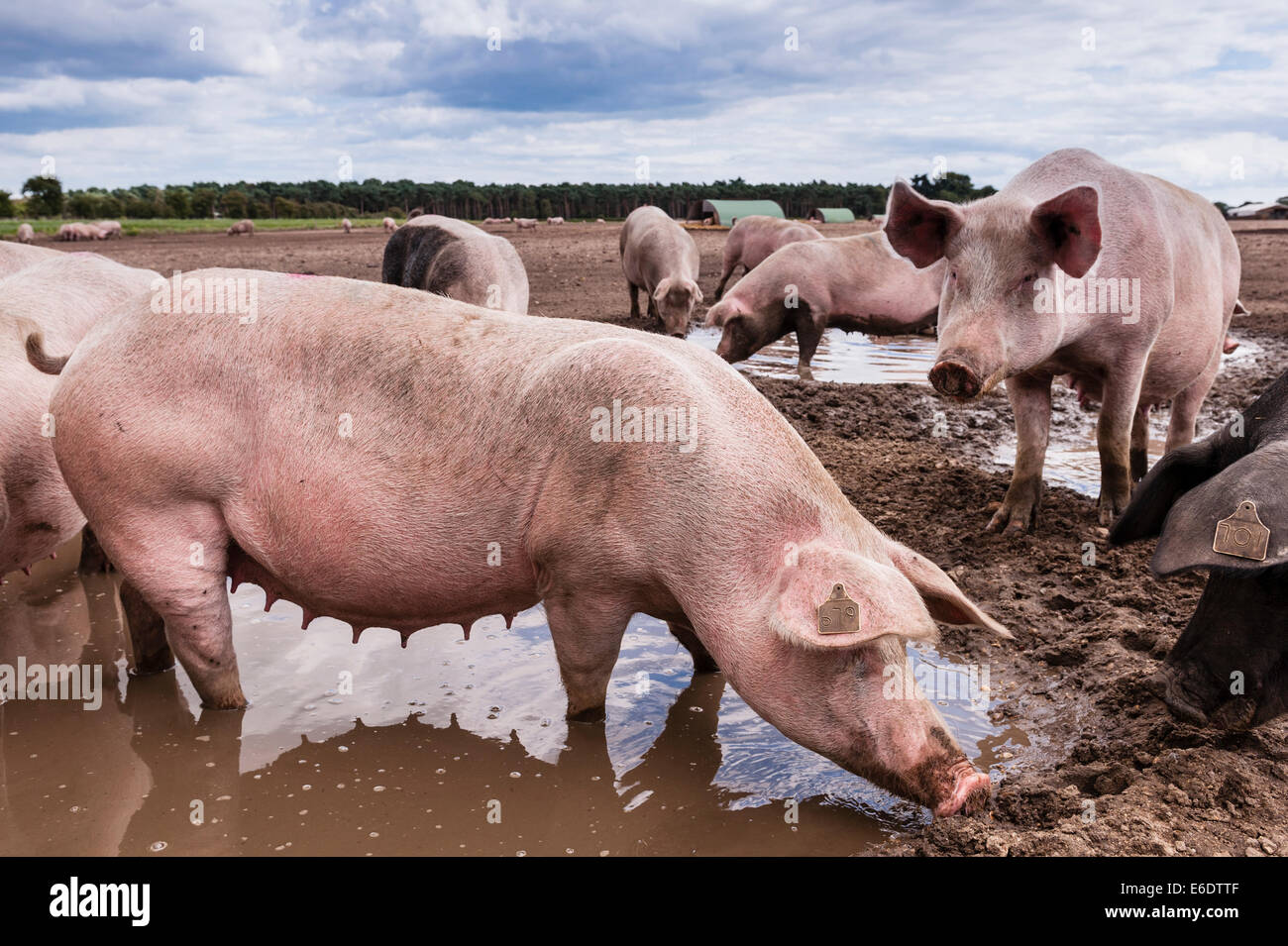 Alcuni suini wallowing nel fango in un campo di Cove Hithe , Suffolk , Inghilterra , Inghilterra , Regno Unito Foto Stock