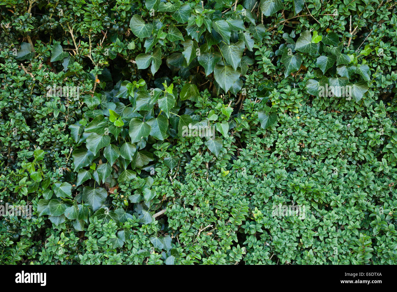 Un verde siepe di ligustro e ivy formando una naturale evergreen/semi-confine sempreverde che offre privacy ed è anche un bene per gli insetti e le farfalle Foto Stock