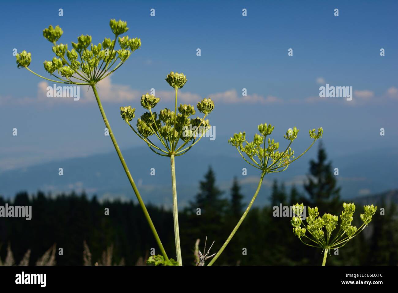 flora di montagna Foto Stock