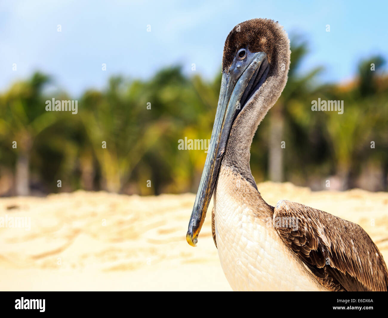 Bella brown pelican sulla spiaggia messicana in Playa del Carmen Foto Stock