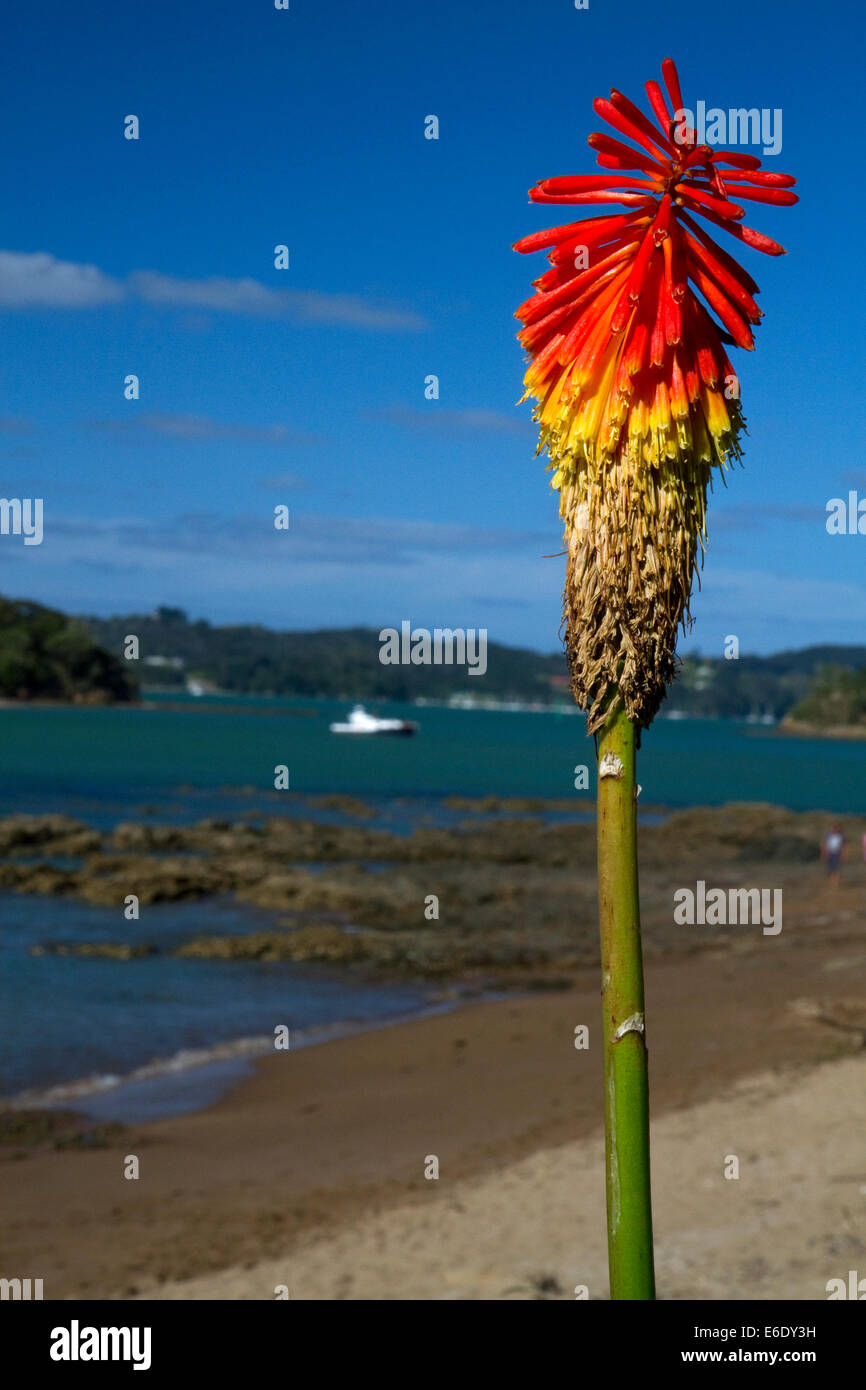 Tritoma o torcia lily a Bay of Islands presso la cittadina di Paihia, Isola del nord, Nuova Zelanda. Foto Stock