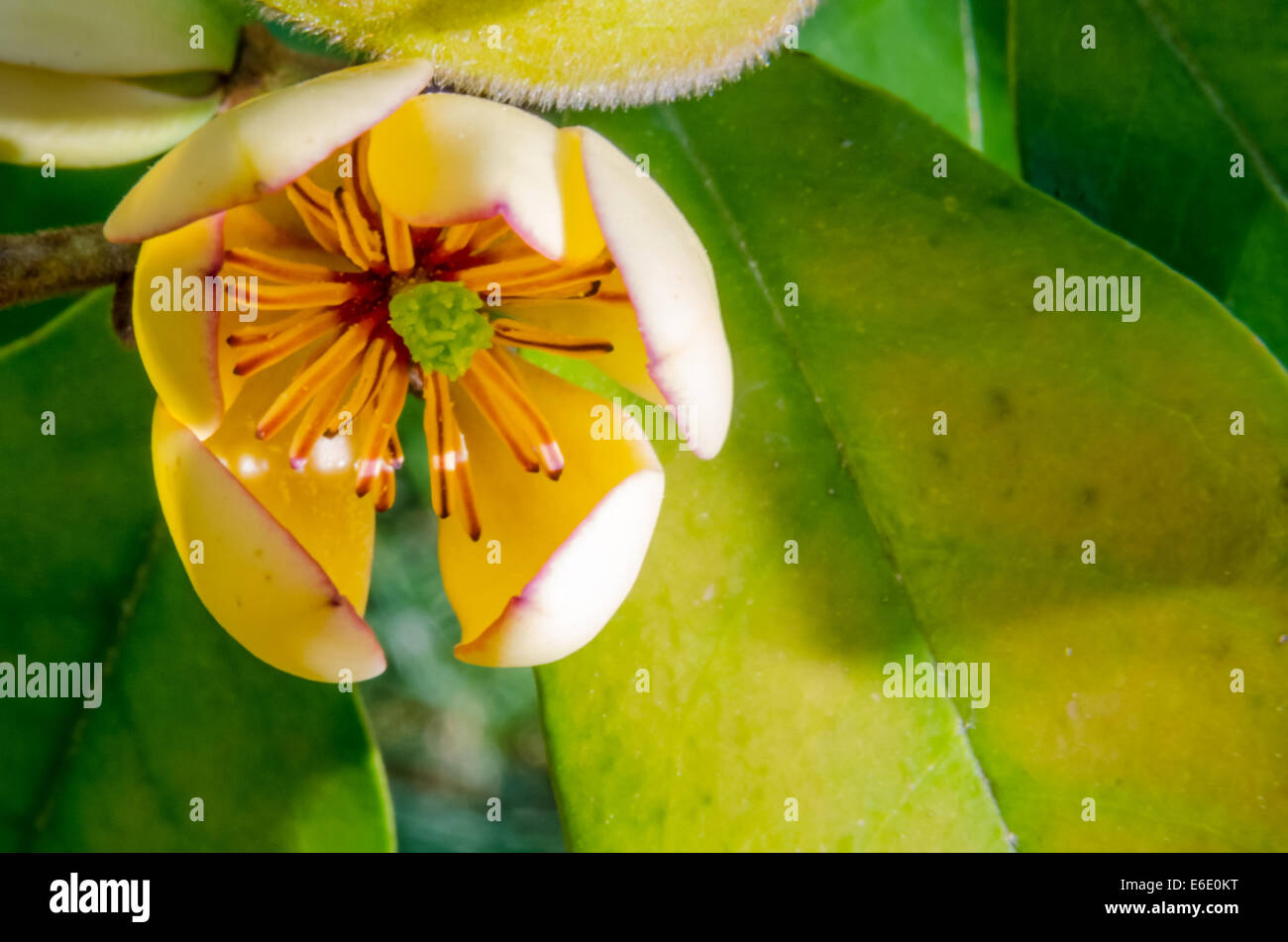 Un fiore di magnolia si apre fino a inizio primavera Foto Stock