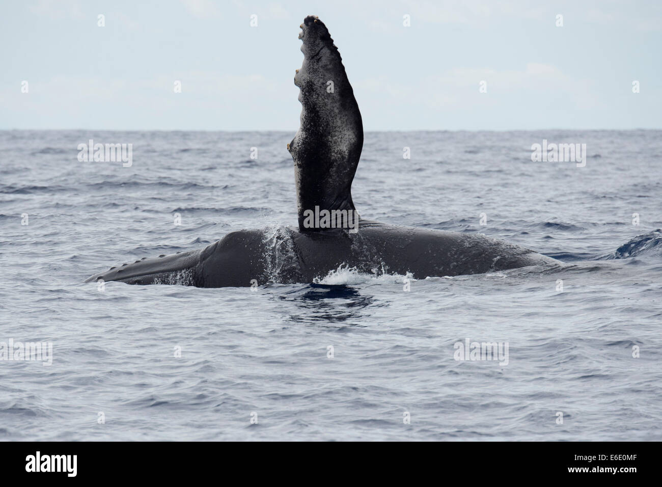 Humpback Whale polpaccio (Megaptera novaeangliae) affiorante con flipper sinistro sollevato. Azzorre, Oceano Atlantico. Foto Stock