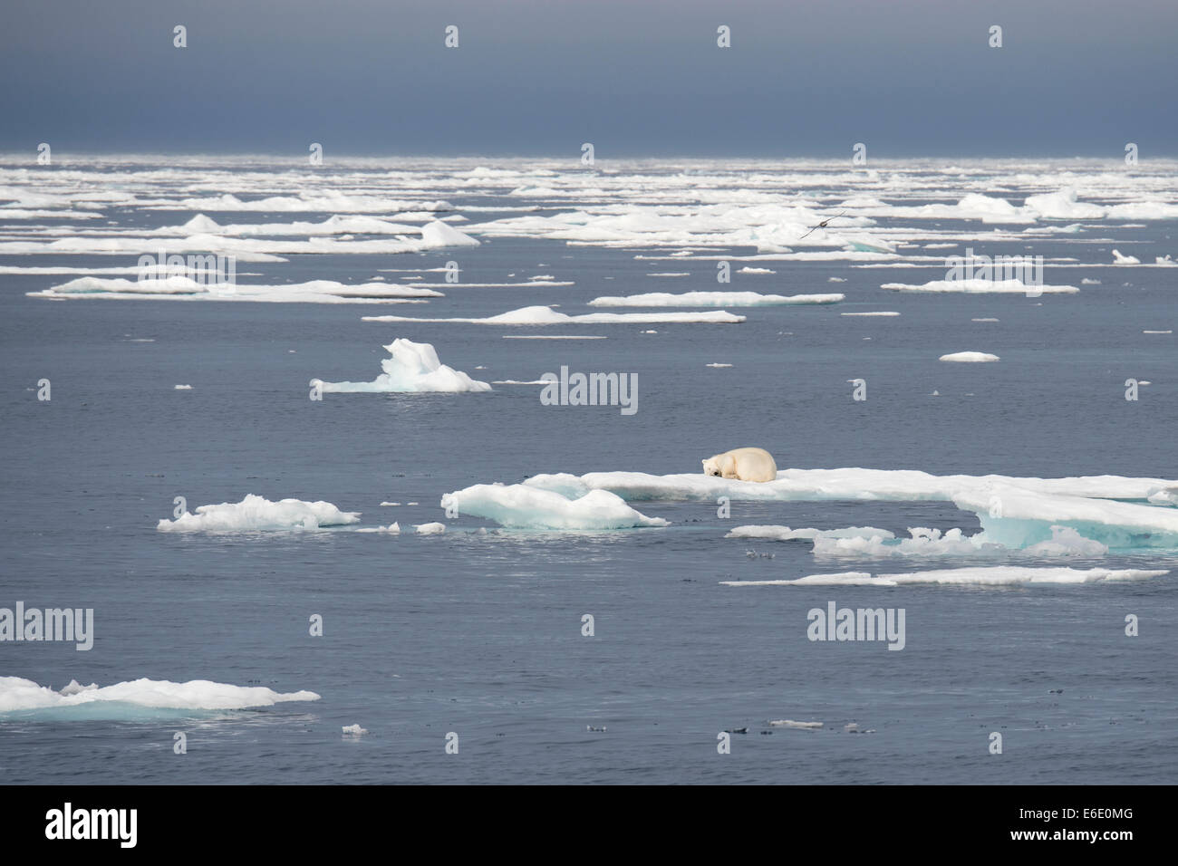 Maschio di Orso Polare, Ursus maritimus, dormire su un iceberg, Isola Baffin, Artico Canadese. Foto Stock