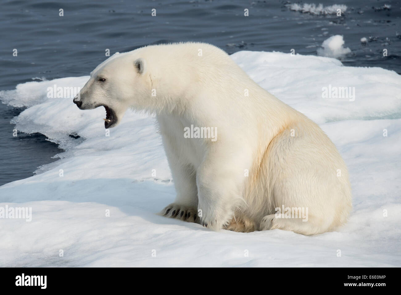 Maschio di Orso Polare, Ursus maritimus, sbadigli su un iceberg, Isola Baffin, Artico Canadese. Foto Stock