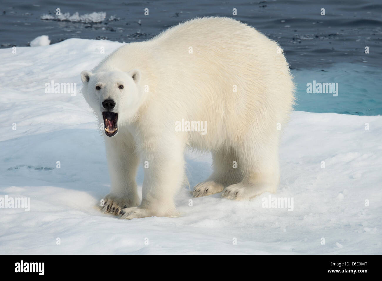 Maschio di Orso Polare, Ursus maritimus, sbadigli su un iceberg, Isola Baffin, Artico Canadese. Foto Stock
