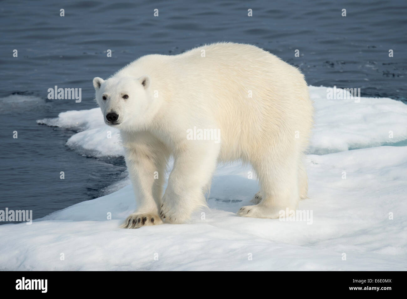 Maschio di Orso Polare, Ursus maritimus, camminando su un iceberg, Isola Baffin, Artico Canadese. Foto Stock