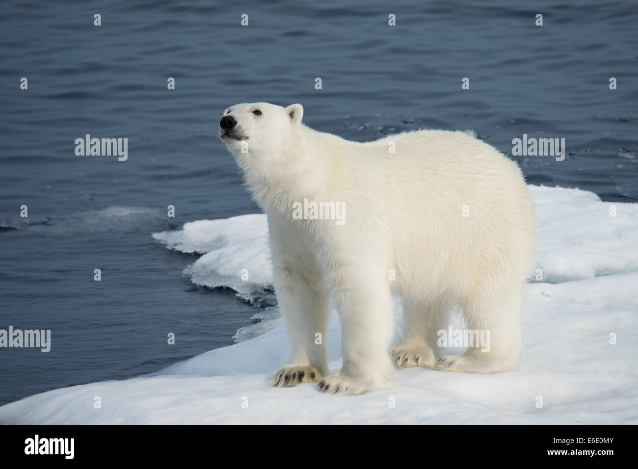 Maschio di Orso Polare, Ursus maritimus, annusando aria su un iceberg, Isola Baffin, Artico Canadese. Foto Stock