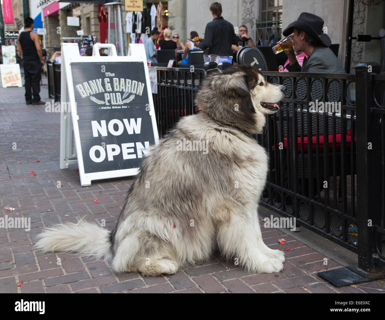 Alaskan Malamute Cane in attesa per la sua persona presso un pub all'aperto ristorante. Foto Stock