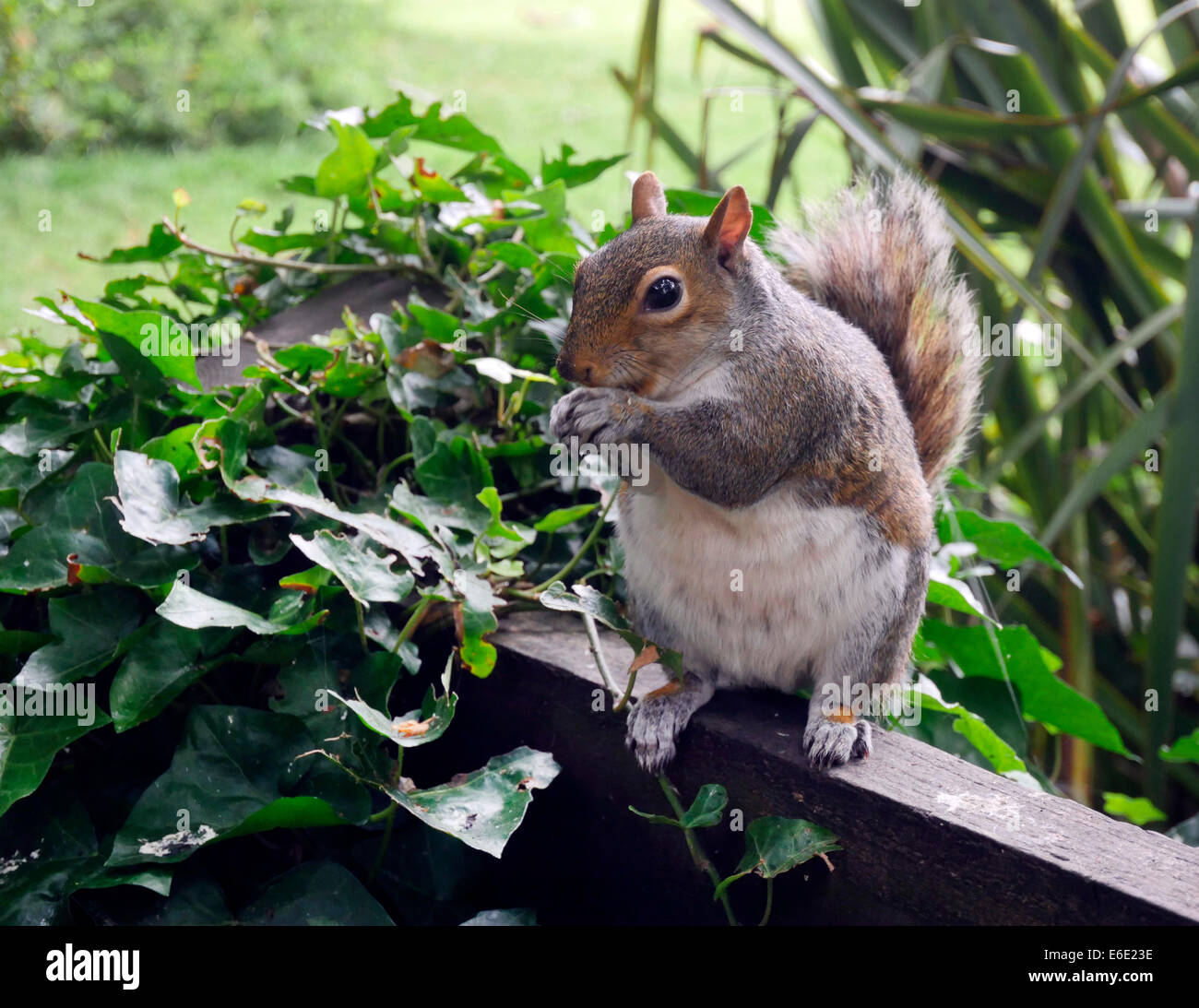 Squiirel mangiare i dadi, Cambridgeshire Regno Unito Foto Stock