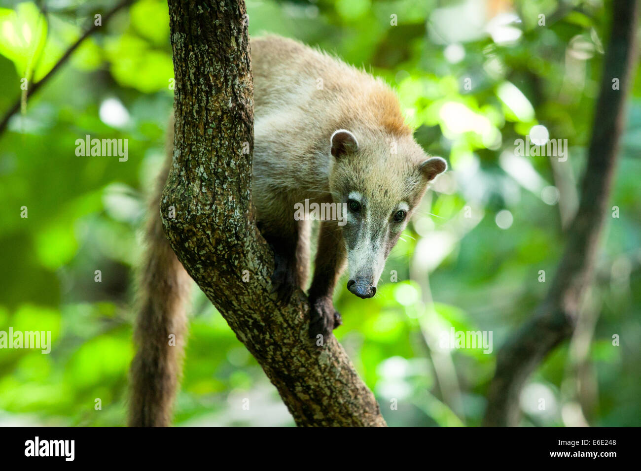 Un curioso kinkajou (Honey Bear) a La Venta Park (il sito con il gigante Olmec capi) in Villahermosa, Tabasco, Messico. Foto Stock
