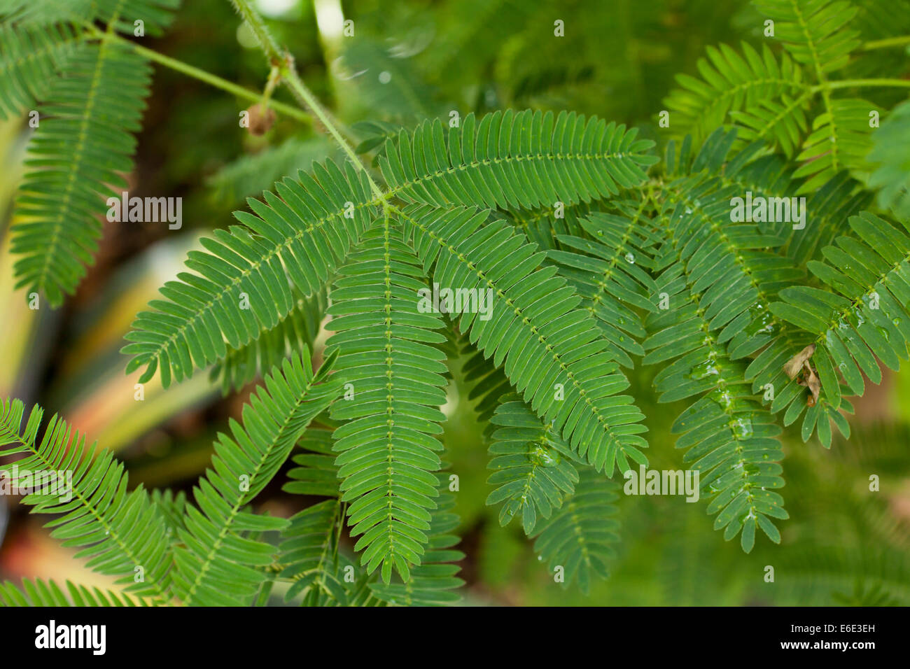 Impianto sensibili foglie (Mimosa pudica) Foto Stock