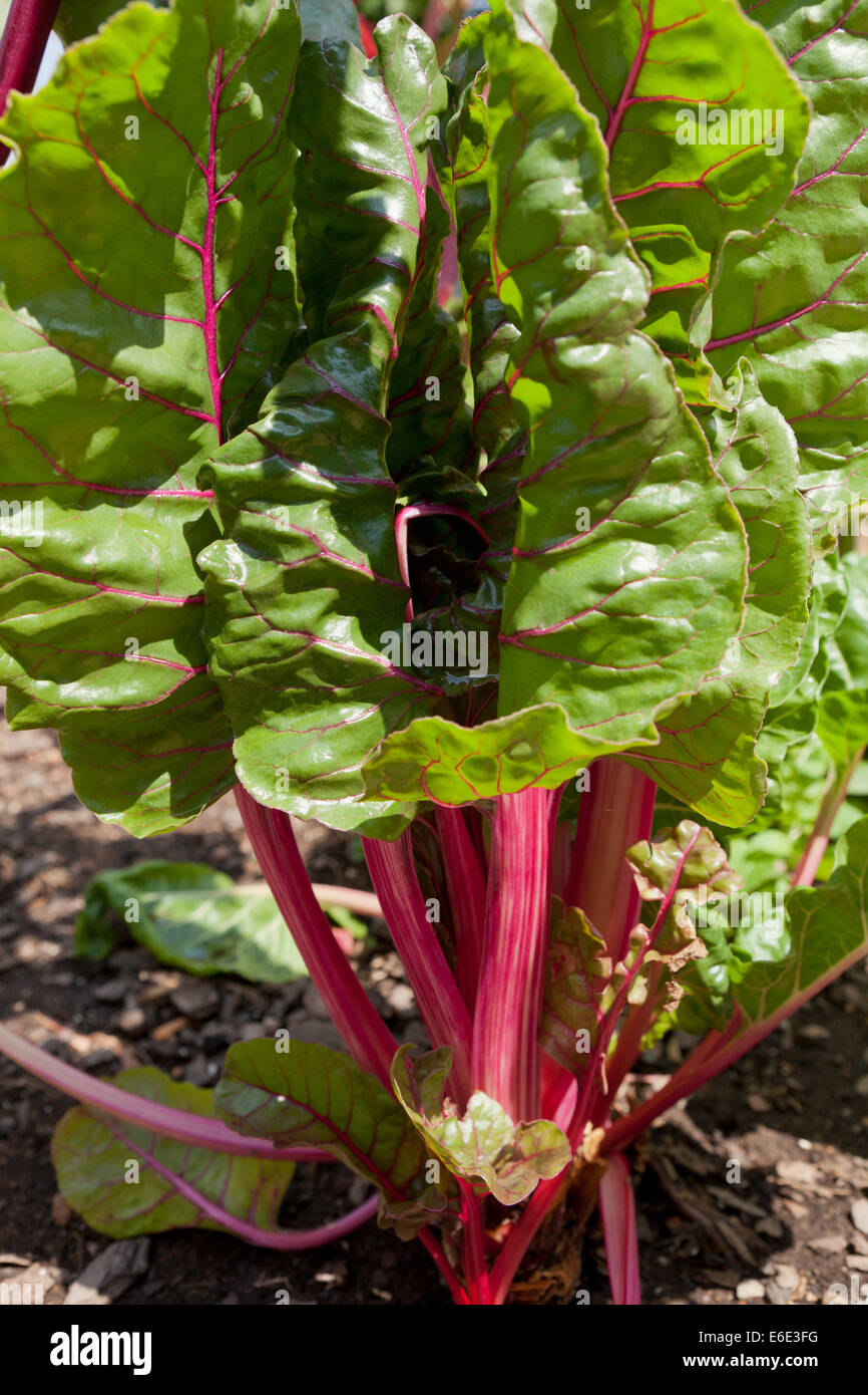 Le bietole che cresce in giardino - USA Foto Stock