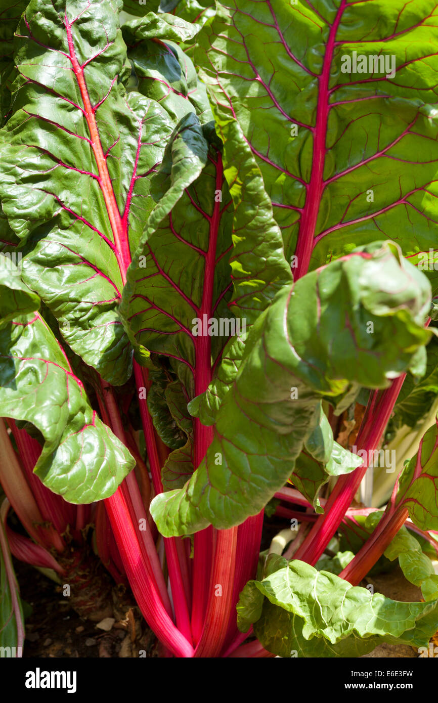 Le bietole che cresce in giardino - USA Foto Stock
