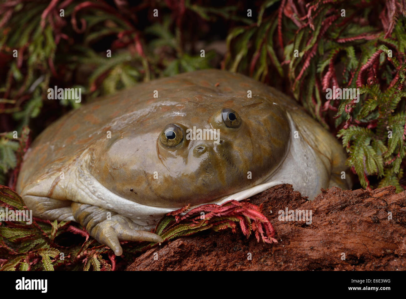 Lepidobatrachus Laevis Immagini E Fotografie Stock Ad Alta Risoluzione lepidobatrachus-laevis-immagini-e-fotografie-stock-ad-alta-risoluzione