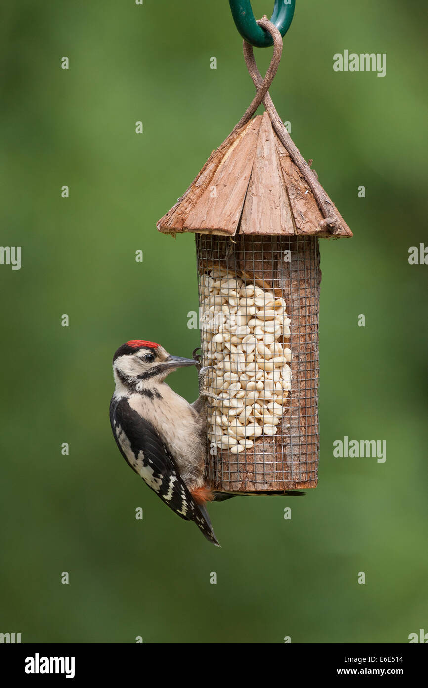 Picchio rosso maggiore, bird's alimentazione, Buntspecht, Vogelfütterung, Vogelfutter, Dendrocopos major, Vogelfutter, alimentazione di uccelli Foto Stock