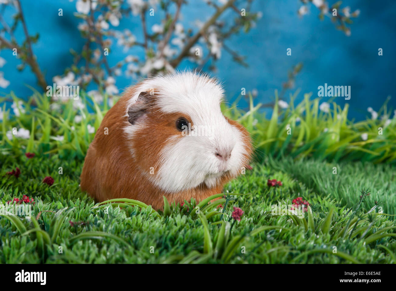 American Crested cavia Foto Stock
