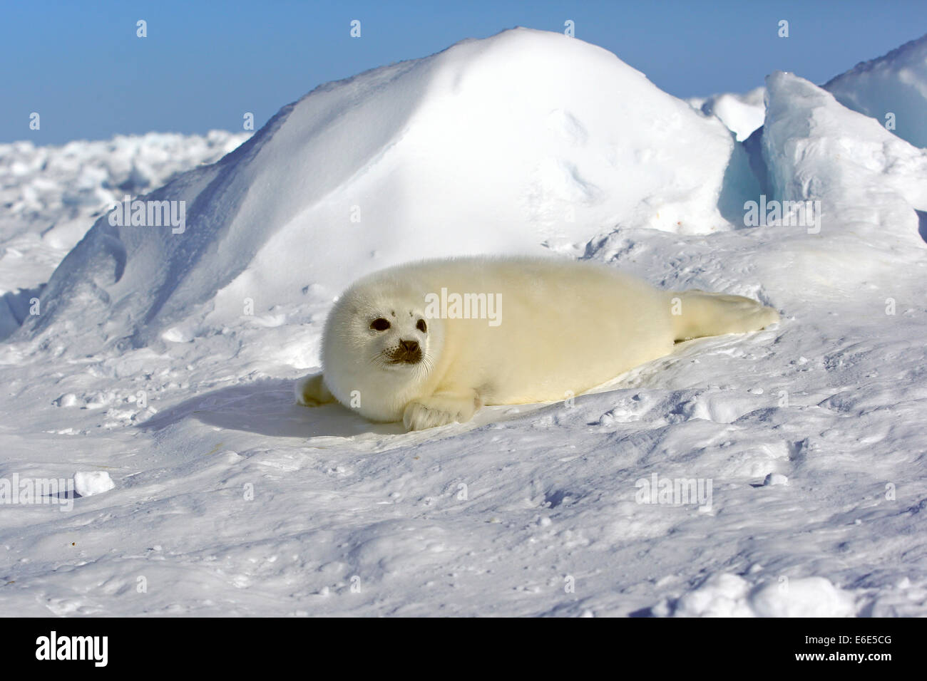 Arpa di tenuta o guarnizione a doppio spiovente (Pagophilus groenlandicus, Phoca groenlandica) pup sulla banchisa, le isole della Maddalena Foto Stock