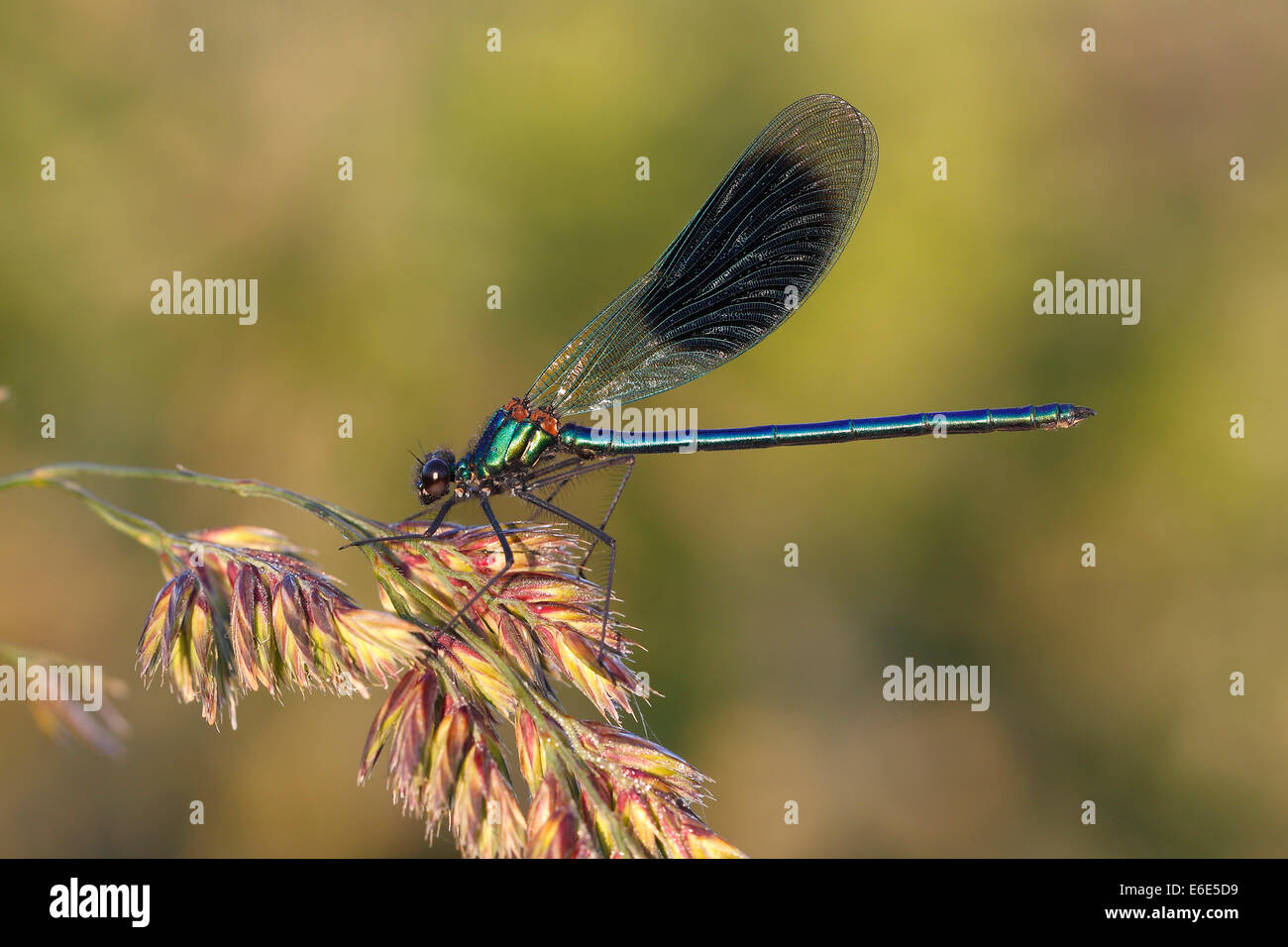 Demoiselle fasce o bande (Agrion Calopteryx splendens) su una lama di erba, Hühnermoor riserva naturale Foto Stock