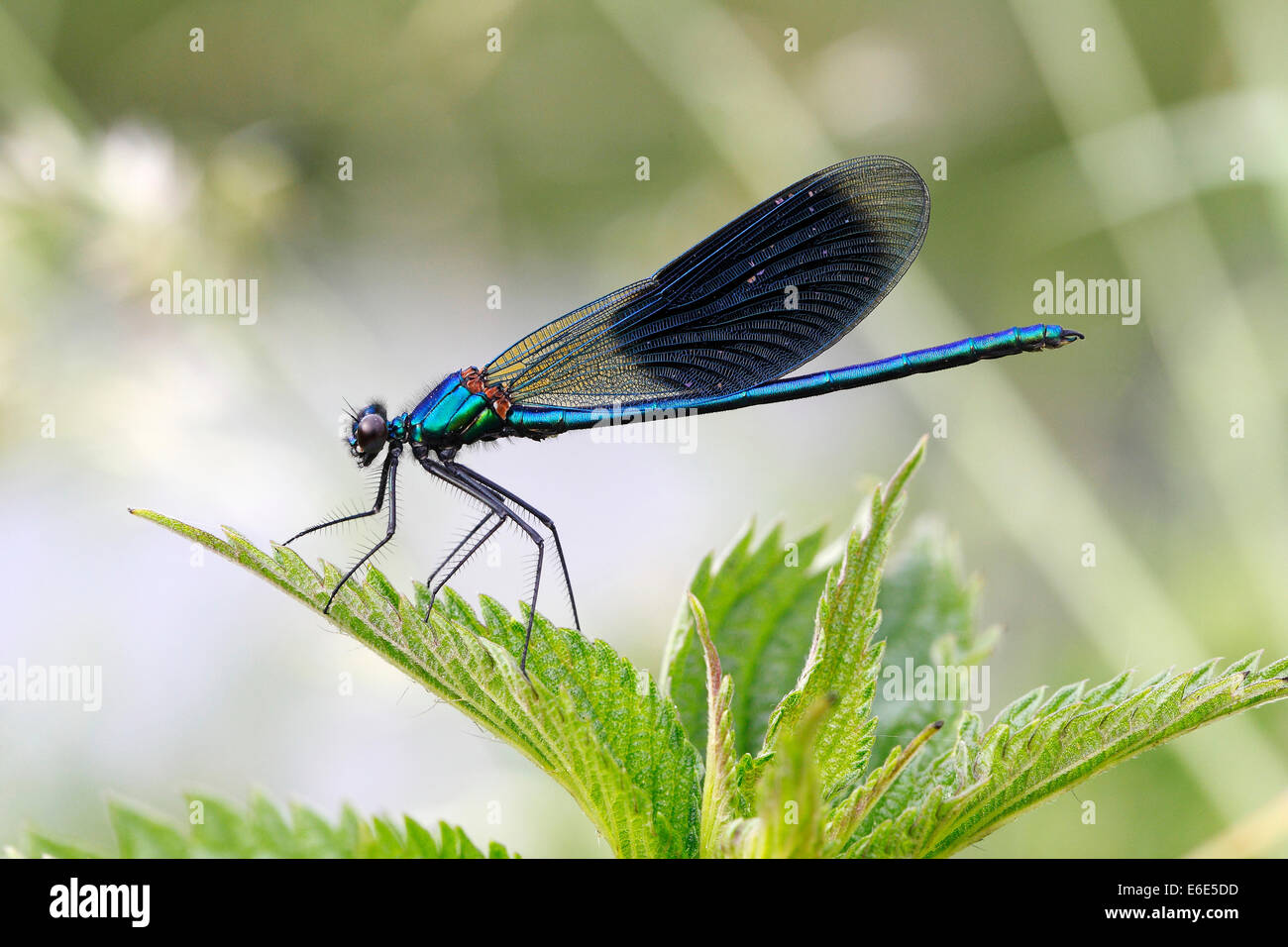 Demoiselle fasce o bande (Agrion Calopteryx splendens), maschio su una foglia, Hühnermoor riserva naturale, Renania settentrionale-Vestfalia Foto Stock