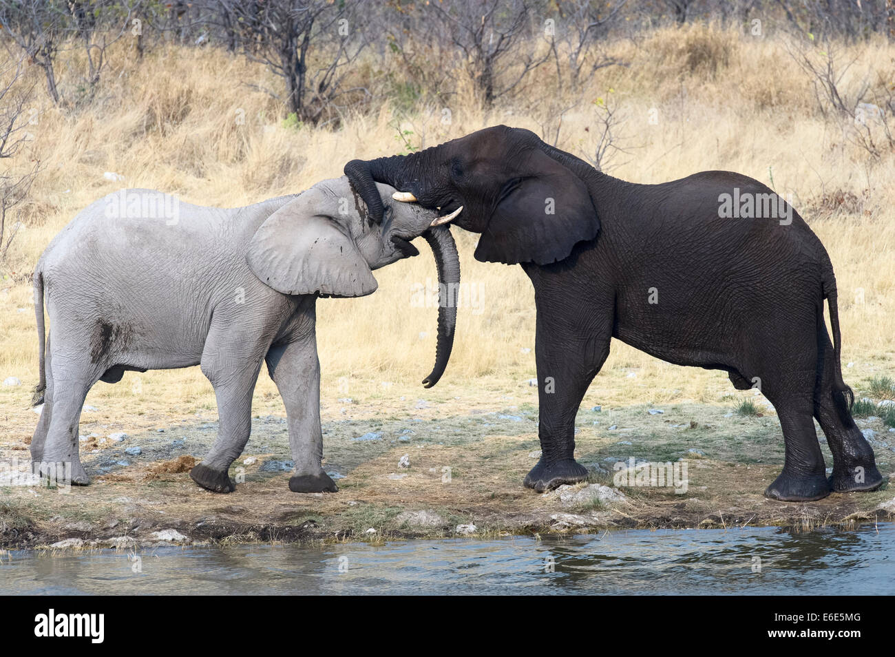 Due sub-adulto l'elefante africano (Loxodonta africana) in piedi e toccando i tronchi, il Parco Nazionale di Etosha, Namibia Foto Stock