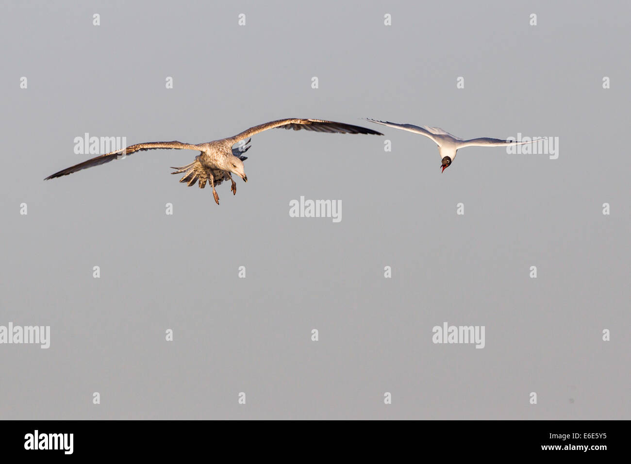 Aria Lotta tra giovani aringhe gabbiano (Larus argentatus) e nero-headed Gull (Larus ridibundus), Rieselfelder Münster Foto Stock