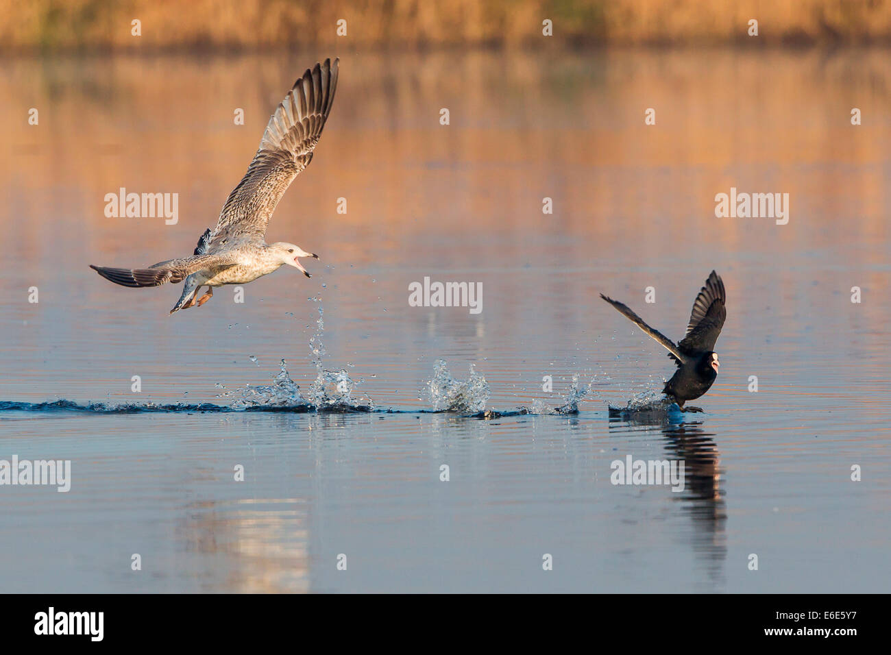 Giovani aringhe gabbiano (Larus argentatus) seguenti Eurasian folaga (fulica atra), Rieselfelder Münster, Renania settentrionale-Vestfalia Foto Stock