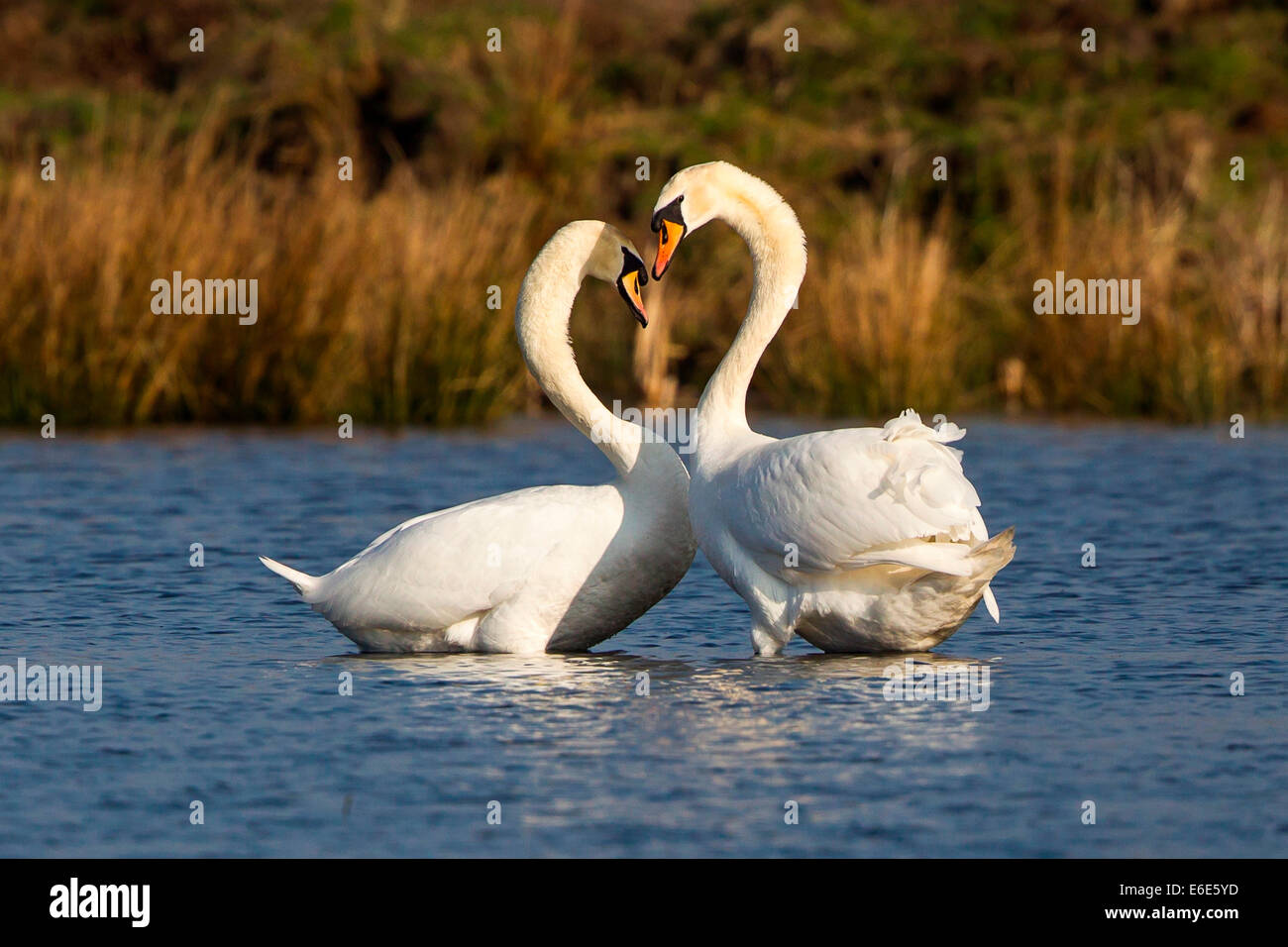Cigni (Cygnus olor), corteggiamento, Rieselfelder Münster, Renania settentrionale-Vestfalia, Germania Foto Stock