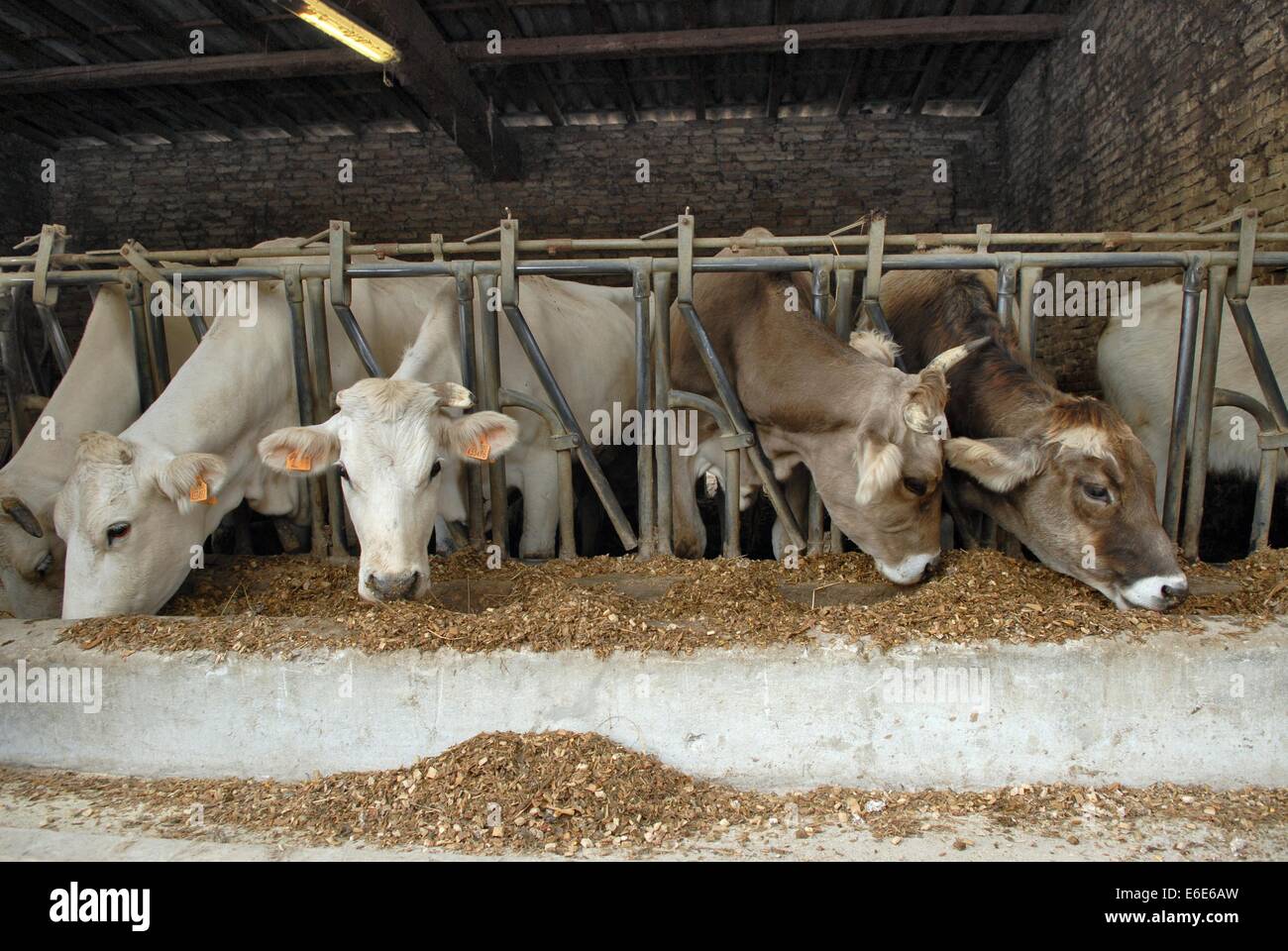Polesine Parmense (Reggio Emilia), Italia), allevamento di bovini Foto Stock