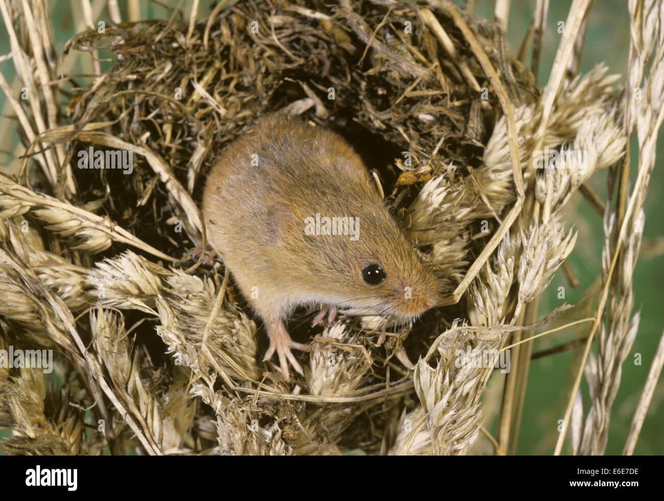 Harvest Mouse - Micromys minutus Foto Stock