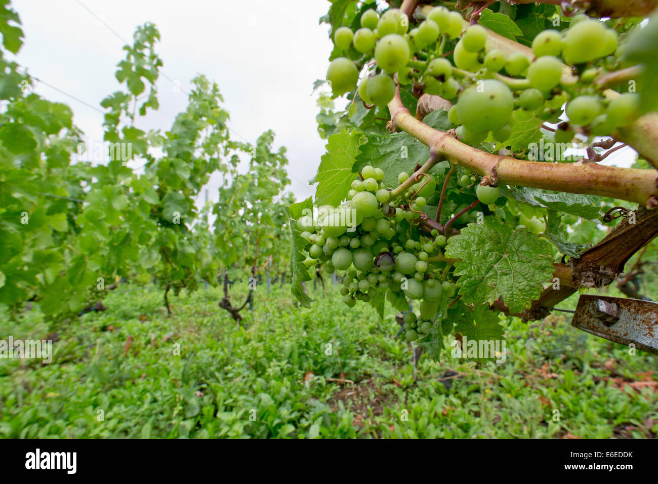 Rottendorf, Germania. Il 30 luglio, 2014. Una vista sulla crescente vitigni in un vigneto, istituito nel 1901, Rottendorf, Germania, 30 luglio 2014. Secondo esperto Vitivinicola Josef Engelhart antichi vitigni che possono ancora essere trovati tra i vecchi vigneti dove i viticoltori hanno rifiutato di seguire la tendenza a purificare i vitigni. Foto: Daniel Karmann/dpa/Alamy Live News Foto Stock